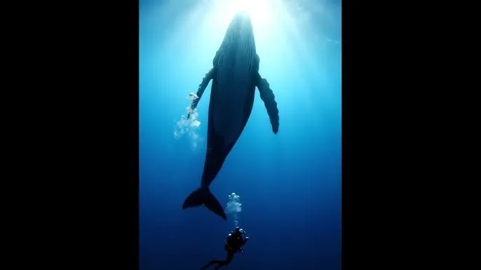导航秘密 - 深蓝星球：探索海洋深处的未知世界